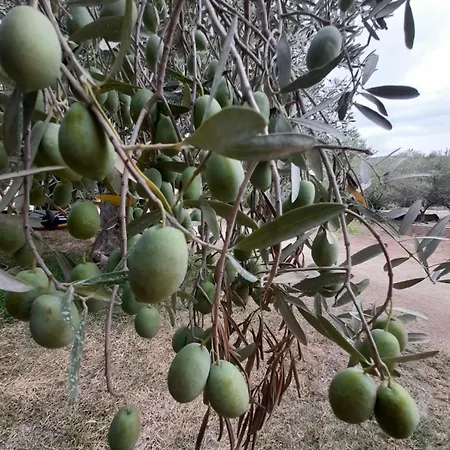 Balahouti Olive House, Holiday home *