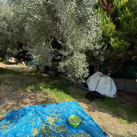 Balahouti Olive House, * Kalamitsi (Macedonia)