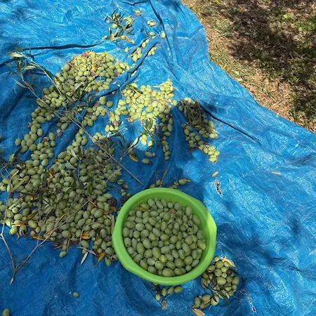 Balahouti Olive House, Holiday home *