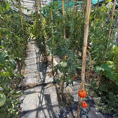 Balahouti Olive House, 펜션