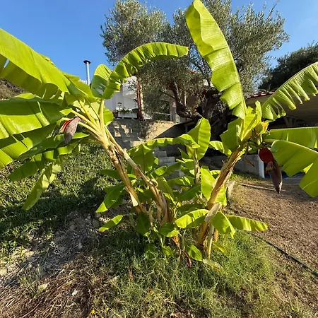 Balahouti Olive House,