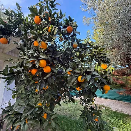 Balahouti Olive House, *