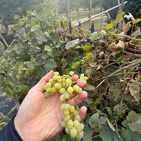 Balahouti Olive House, Kalamitsi (Macedonia)